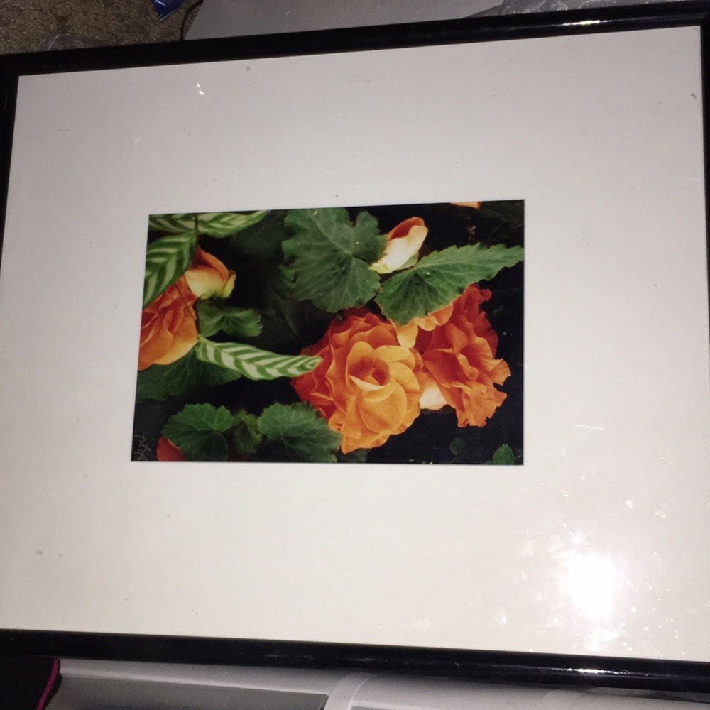Large flower picture